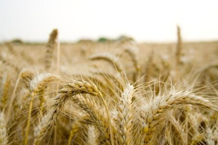 IITA drives regional agricultural transformation at Africa Business Forum – CGIAR
