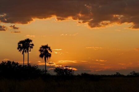 Botswana turns to cannabis, Kenyan influencers, NBA in Morocco, South African Airways takes off, Binyavanga – Semafor