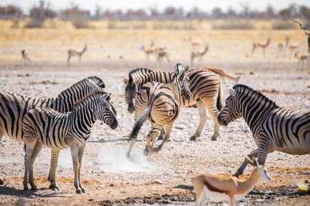 Namibia vs Equatorial Guinea Preview & Prediction | 2026 FIFA World Cup Qualifying (CAF) – The Stats Zone