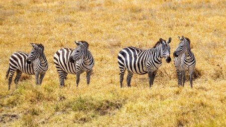 Tanzania – Music, Dance, Crafts – Britannica