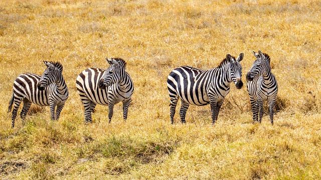 Tanzania – Music, Dance, Crafts – Britannica