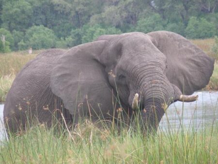 Trophy hunting of Amboseli’s super-tuskers in Tanzania sparks outrage, calls for a ban – Mongabay.com