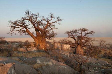 Starlink’s Botswana entry hailed as ‘game-changer’ amid concern over costs – Voice of America