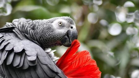 Gabon’s ousted leader renounces politics – Business Insider Africa