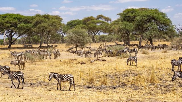 Building a Thriving Tanzania Every Day, Not Just During International Events We Need Tanzania That Thrives Every Day, Not Just During International Events – The Chanzo