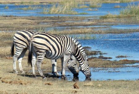 Botswana, South Africa, Kenya: How the Evolution of Luxury Safari Lodges Is Setting New Standards for Wildlife Tourism and Ecological Responsibility in Africa – Travel And Tour World