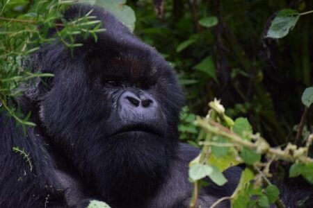 Rwanda – Ethnicity, Unity, Democracy – Britannica
