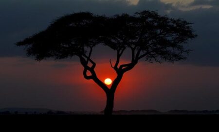 Kenya – Mace Group
