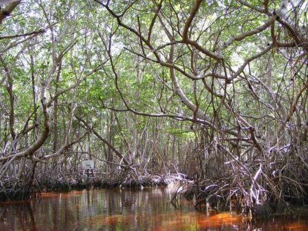 Mozambique okays Africa’s largest mangrove restoration project – Seychelles News Agency