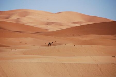 Morocco Gains Recognition from Gabon and Niger for Supporting Sahel and Central African Reintegration into the African Union – FESNEWS MEDIA  فاس نيوز ميديا