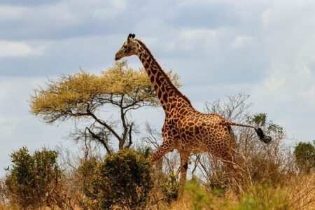 Kenya and Mauritius Emerge as Top DDoS Attack Targets – africasciencenews.org