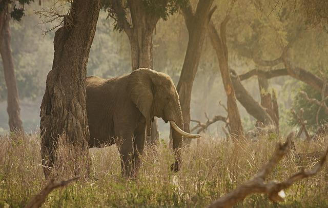 Botswana's Stance on Elephant management and Conservation