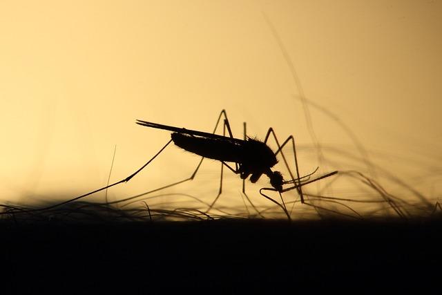 Genetic Modification of Mosquitos: A Potential Breakthrough in the Fight Against Malaria - Africanews English