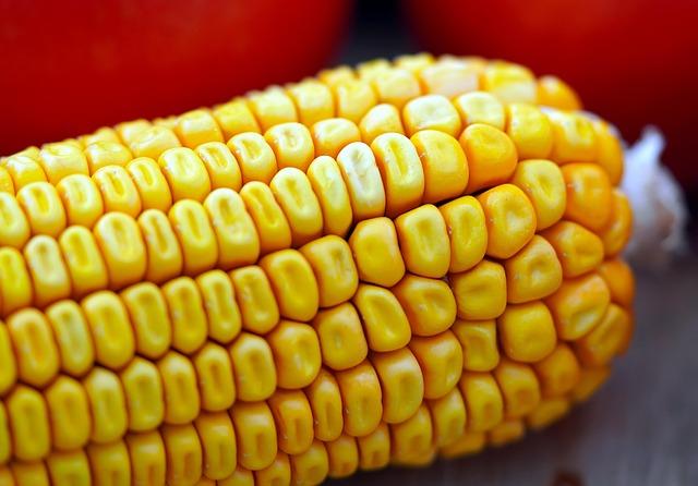Innovations in Maize Seed Technology and Their Benefits for Zambian farmers