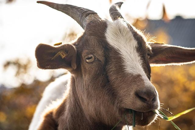 Policy Recommendations for Stakeholders to Maximize Livestock Contributions