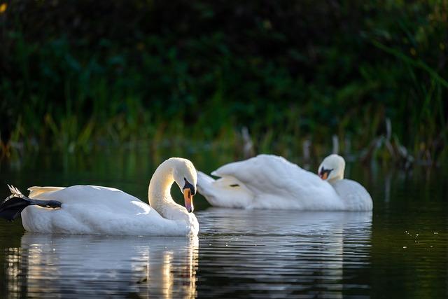 Impact of Wildlife ⁣Cull on Biodiversity and Ecosystem ‌Health