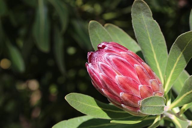 Implications of a Proteas Boycott on international Relations and Sportsmanship