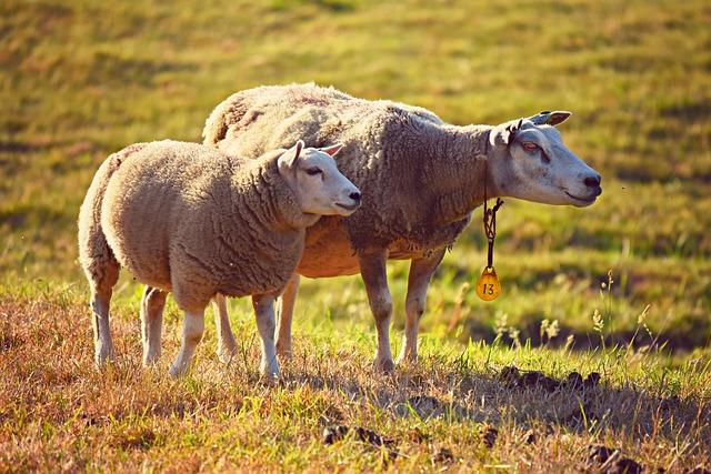 Engaging Local Communities in Sustainable Livestock Production