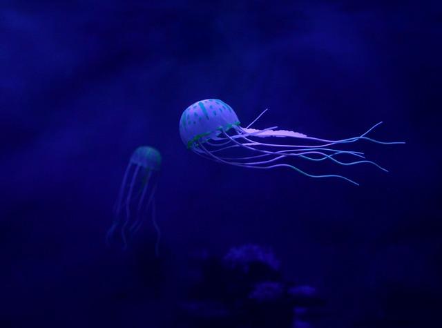 Environmental Considerations Surrounding the Medusa Subsea Cable Installation