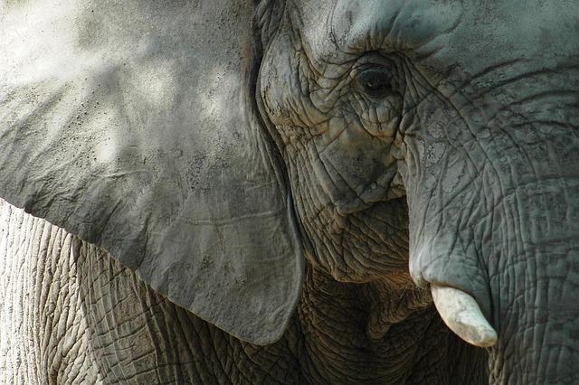 unique Safari Experiences That Will Leave You Breathless