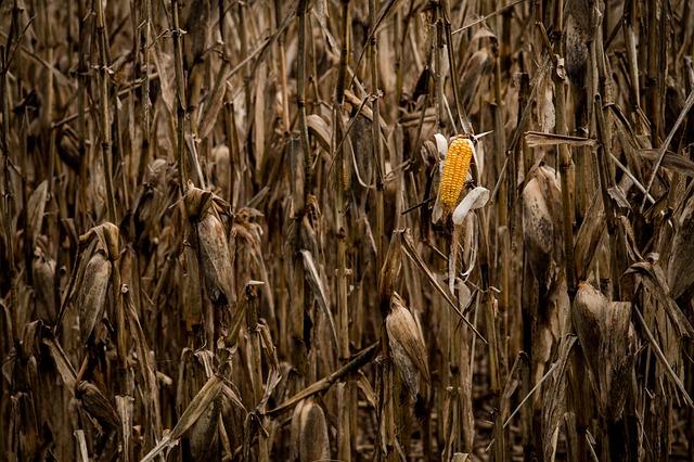 Exploring the Features of the New Maize Seed Facility