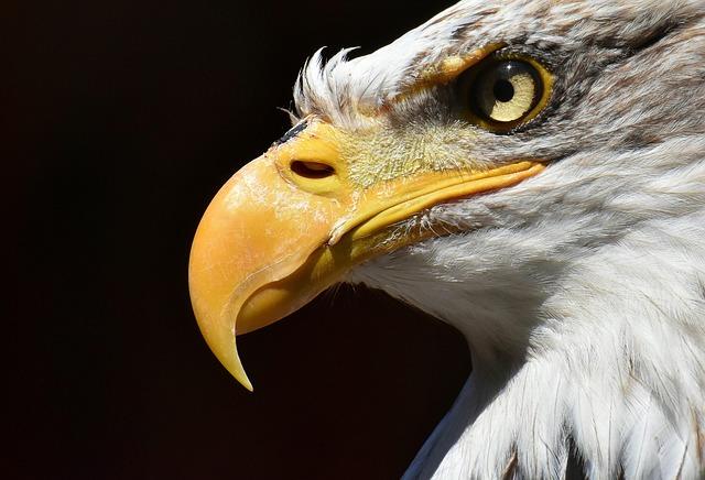 Key Challenges Facing the Super Eagles on the Road to 2026