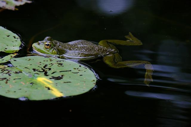 Key Findings from the Recent Comprehensive Frog Assessment