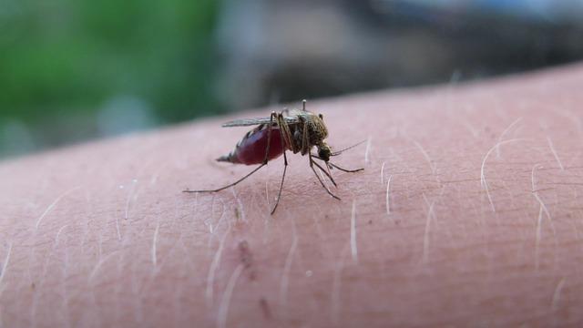 Innovative Approaches to Malaria Prevention and Treatment