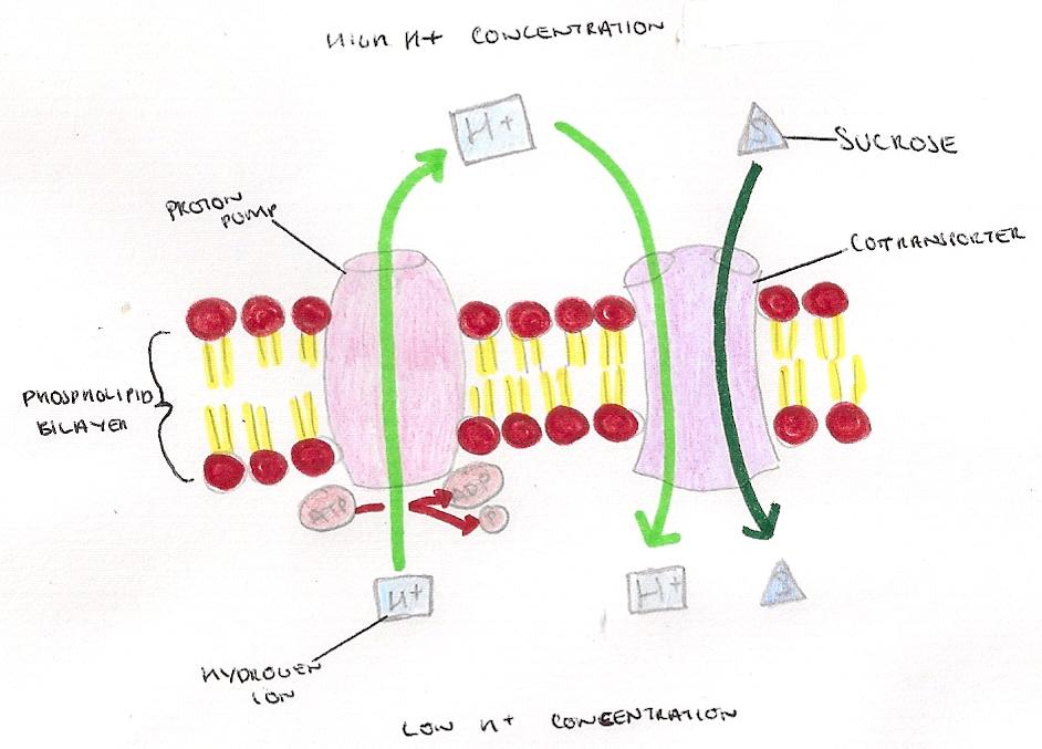 challenges and Solutions in the Translocation Process