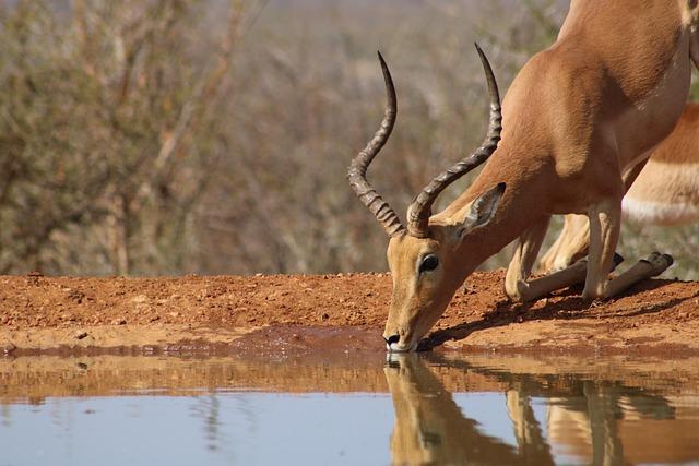 Key Challenges Facing⁤ the ⁢Horn of ⁣Africa and Collaborative Solutions