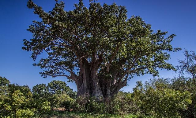 Ecological Benefits of Baobabs for Biodiversity Conservation