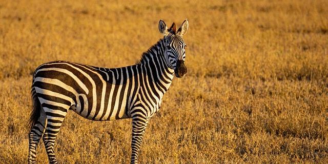 Tanzania's Strategic Move: Dr Janabi's Candidacy and its Potential Impact