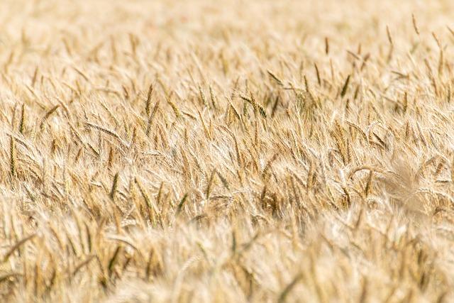 innovative Techniques in Zimbabwean Farming: Lessons for Nigeria