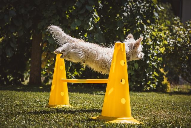 Navigating Challenges: Regulatory Hurdles for Emerging Producers