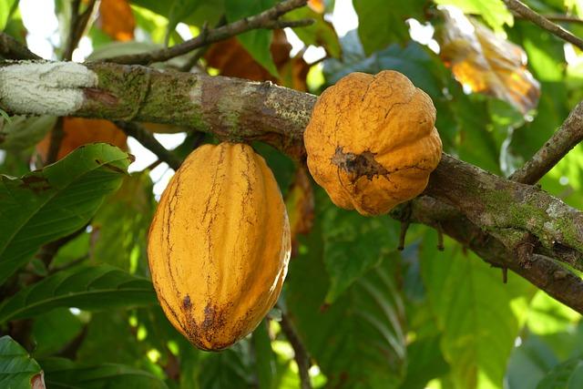 Impact of Low Cocoa Prices on Ivorian Farmers’ Livelihoods