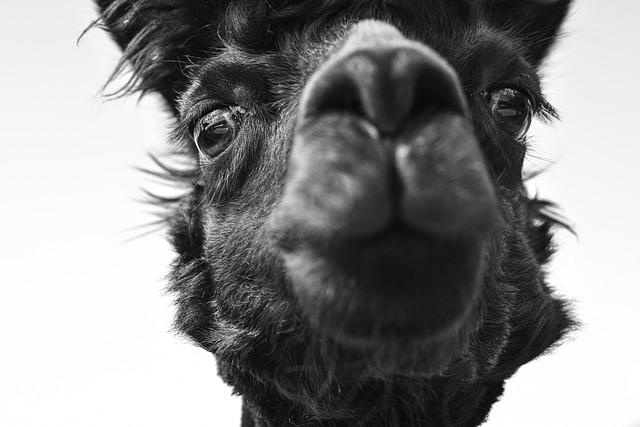 A Safe Haven: Vantara’s Commitment to Animal Welfare