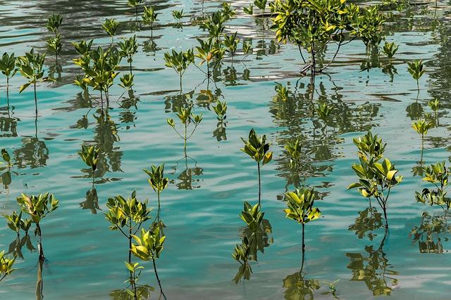 Mozambique's Landmark Decision on Mangrove Restoration