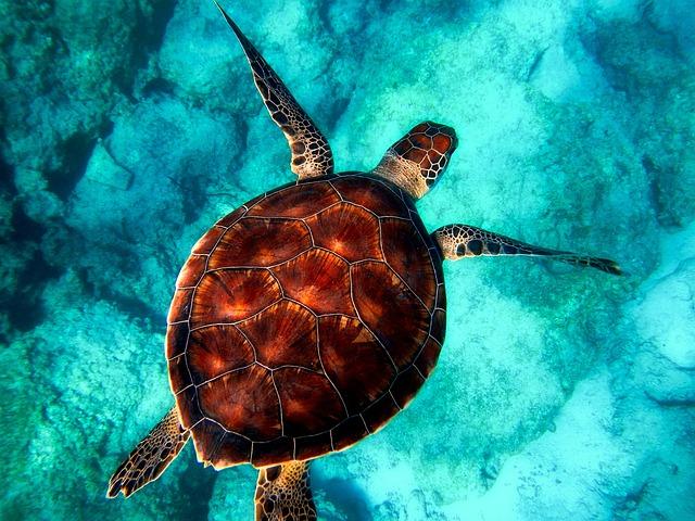 Research Methodologies Used in Marine Dinitrogen Fixation Studies
