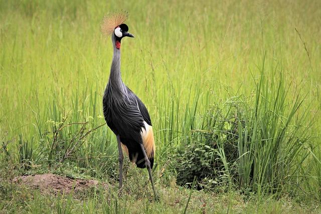 Comparative Value: Uganda Cranes vs. Other African National Teams