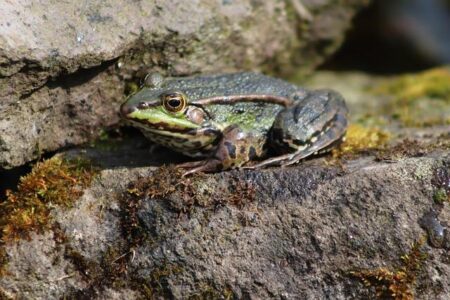 A leap forward in listing Madagascar’s frog population – Nature.com