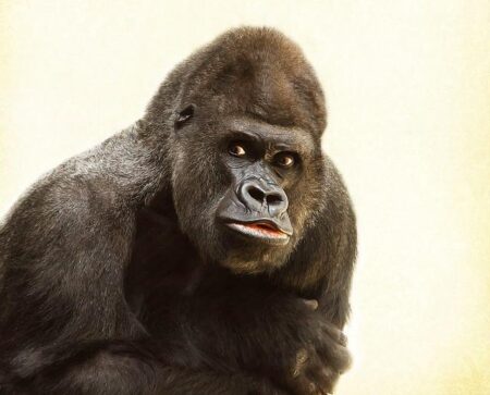 Gorillas to volcanic craters: Africa’s most unusual wildlife adventures – The Times of India