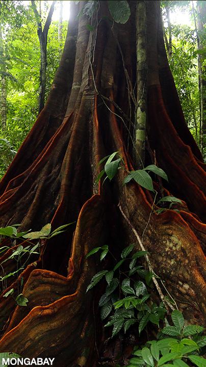 Fig. 4.1 (a) Rainforest floor in Gabon, Africa. Whereas rainforests of… – ResearchGate