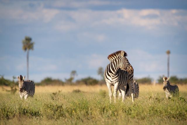 Future Trends: ‍What ​Lies Ahead for ​Luxury​ safari ⁤Tourism in Africa