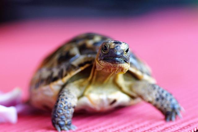Success Stories: Celebrating progress in Turtle Protection Efforts