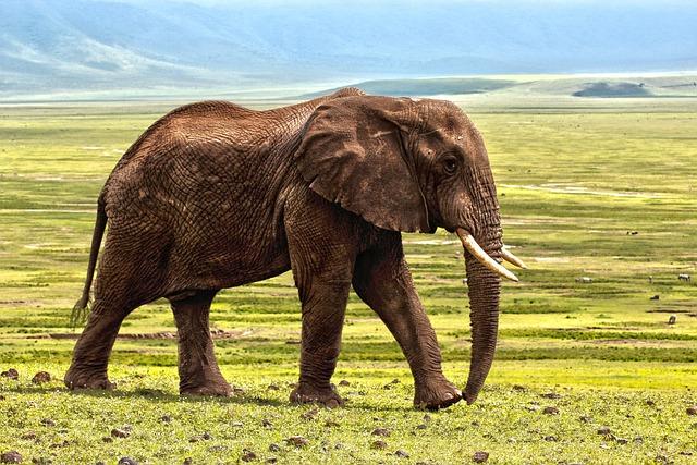 Journey from Tunisia: The Story Behind the Elephants' Rescue
