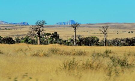 The rise of baobab trees in Madagascar – Nature.com