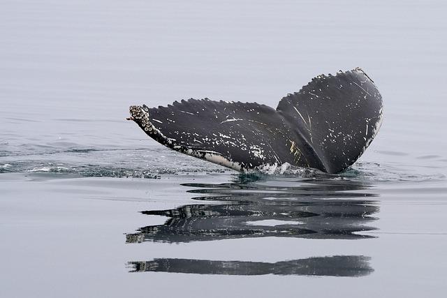 New Whale Research Center To Open In Hermanus South Africa – DeeperBlue.com