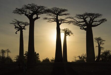 Madagascar’s Eucharistic Congress Spurs Renewed Commitment to Eucharistic Life – ACI Africa