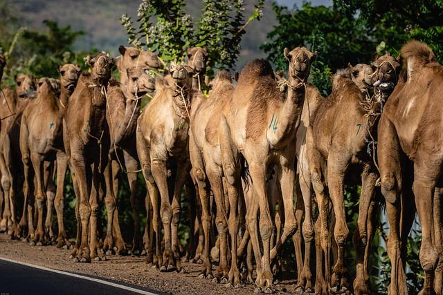 Safety Precautions for Those Considering Travel to Ethiopia