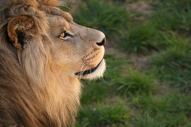 Examining the Impact of Poaching on West Africa's Lion Population